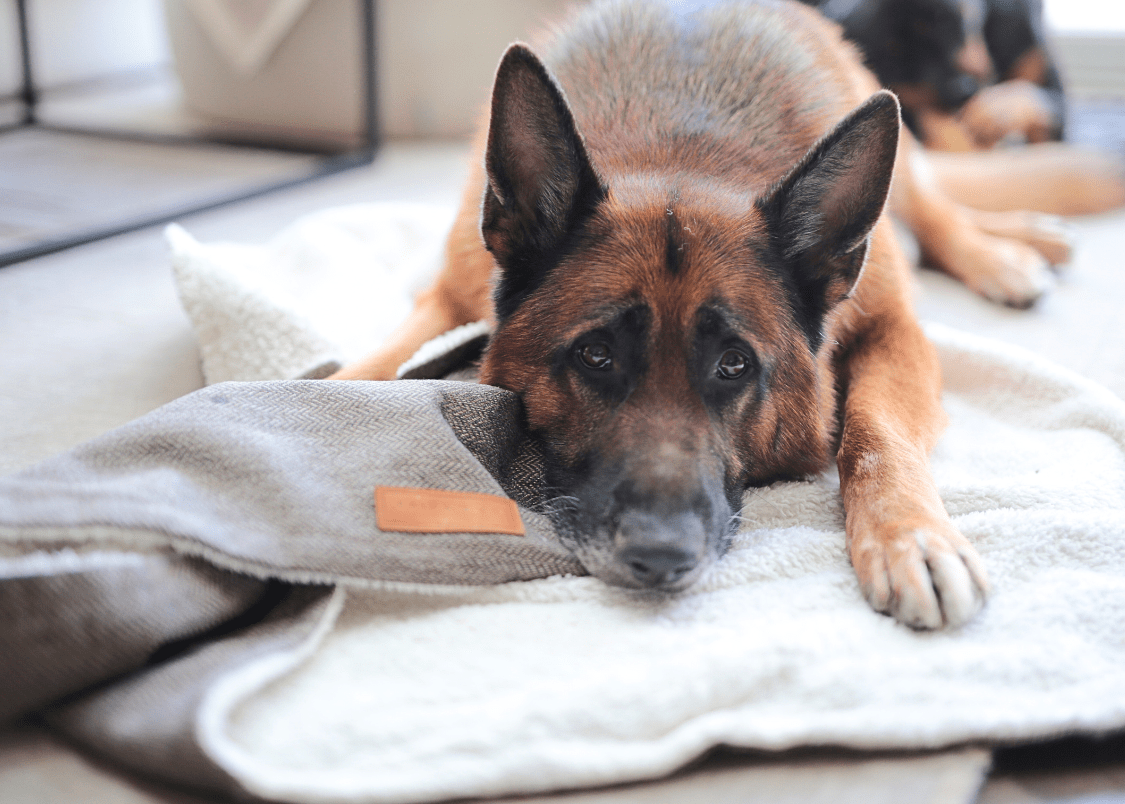The Lincoln Luxury Reversible Dog Blanket