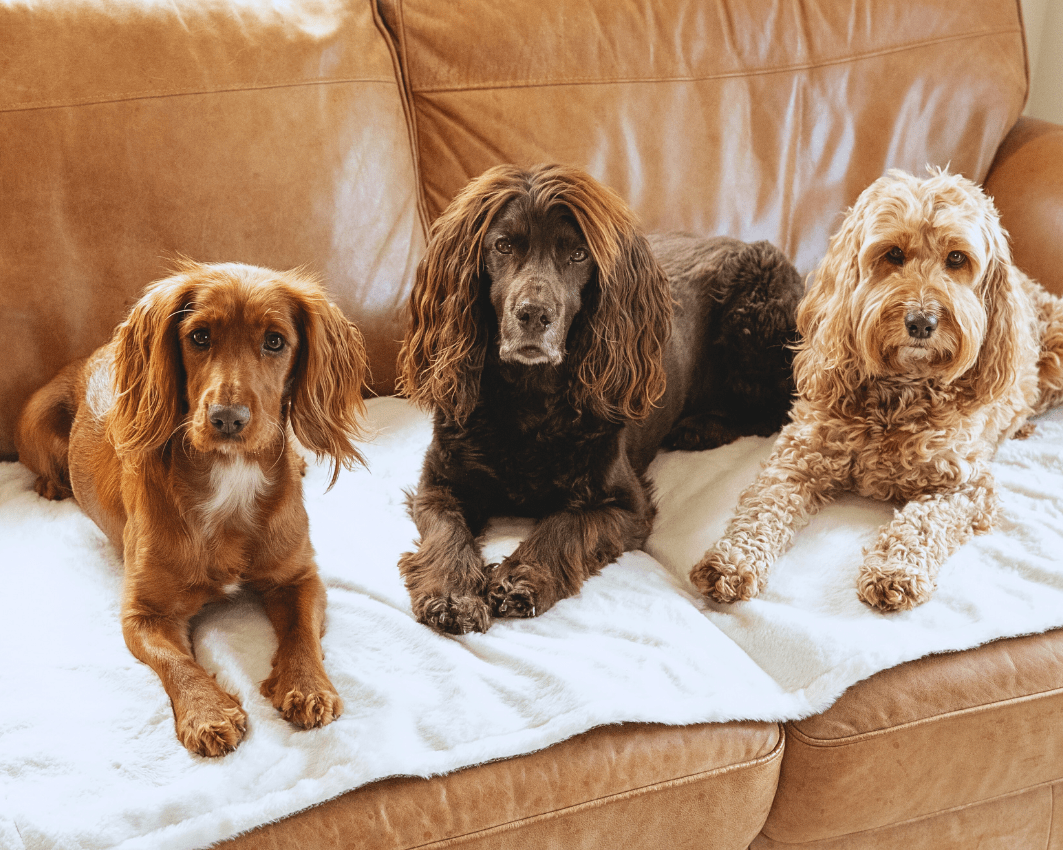 The Lincoln Luxury Reversible Dog Blanket