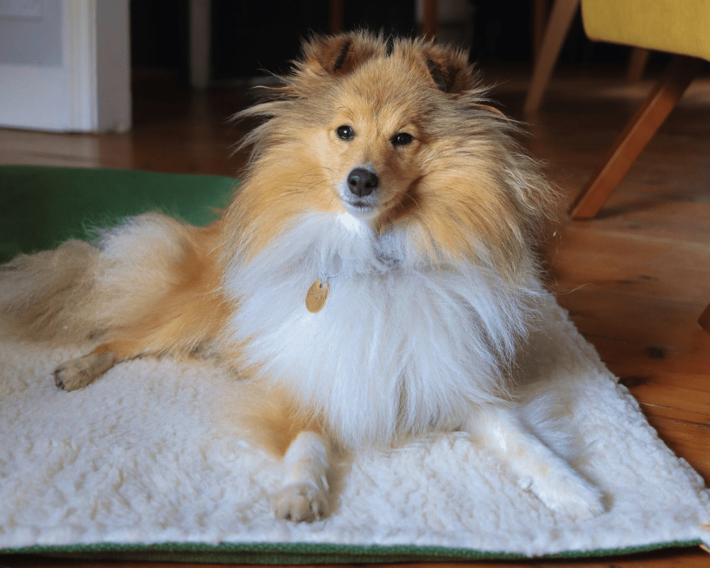The Richmond Luxury Reversible Dog Blanket