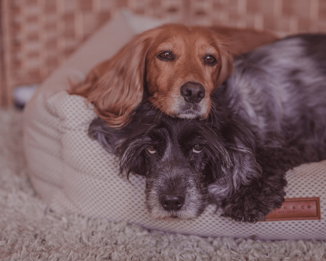 The Chatsworth Luxury Memory Foam Dog Bed