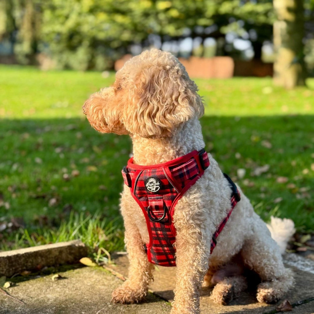 Rugged Rover™ Red Tartan No-Pull Dog Harness