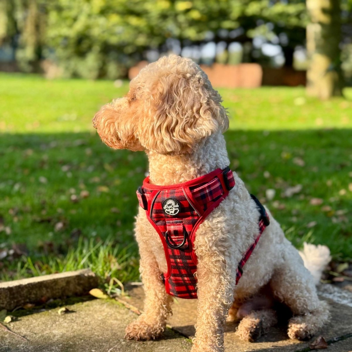 Rugged Rover™ Red Tartan No-Pull Dog Harness