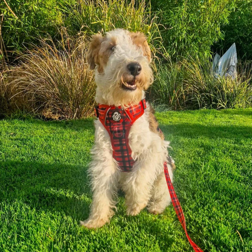 Rugged Rover™ Red Tartan No-Pull Dog Harness