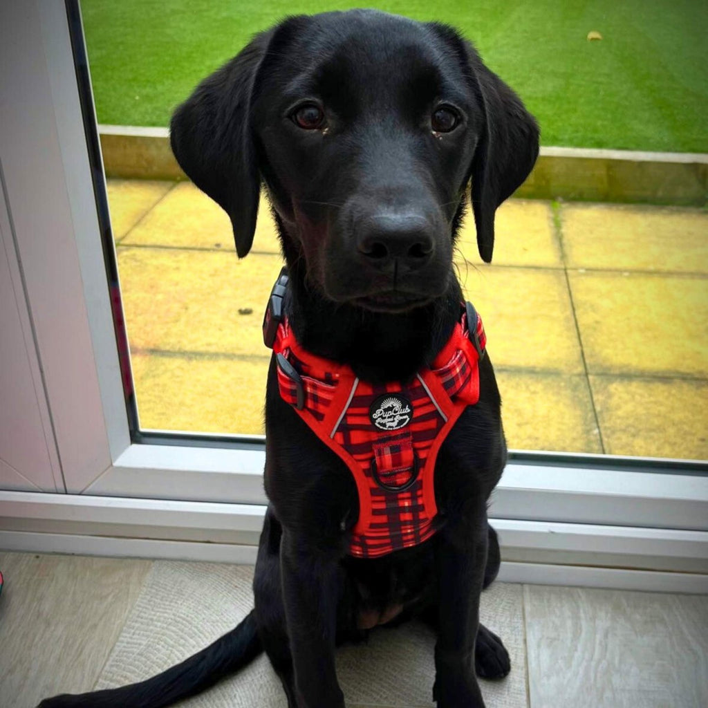 Rugged Rover™ Red Tartan No-Pull Dog Harness