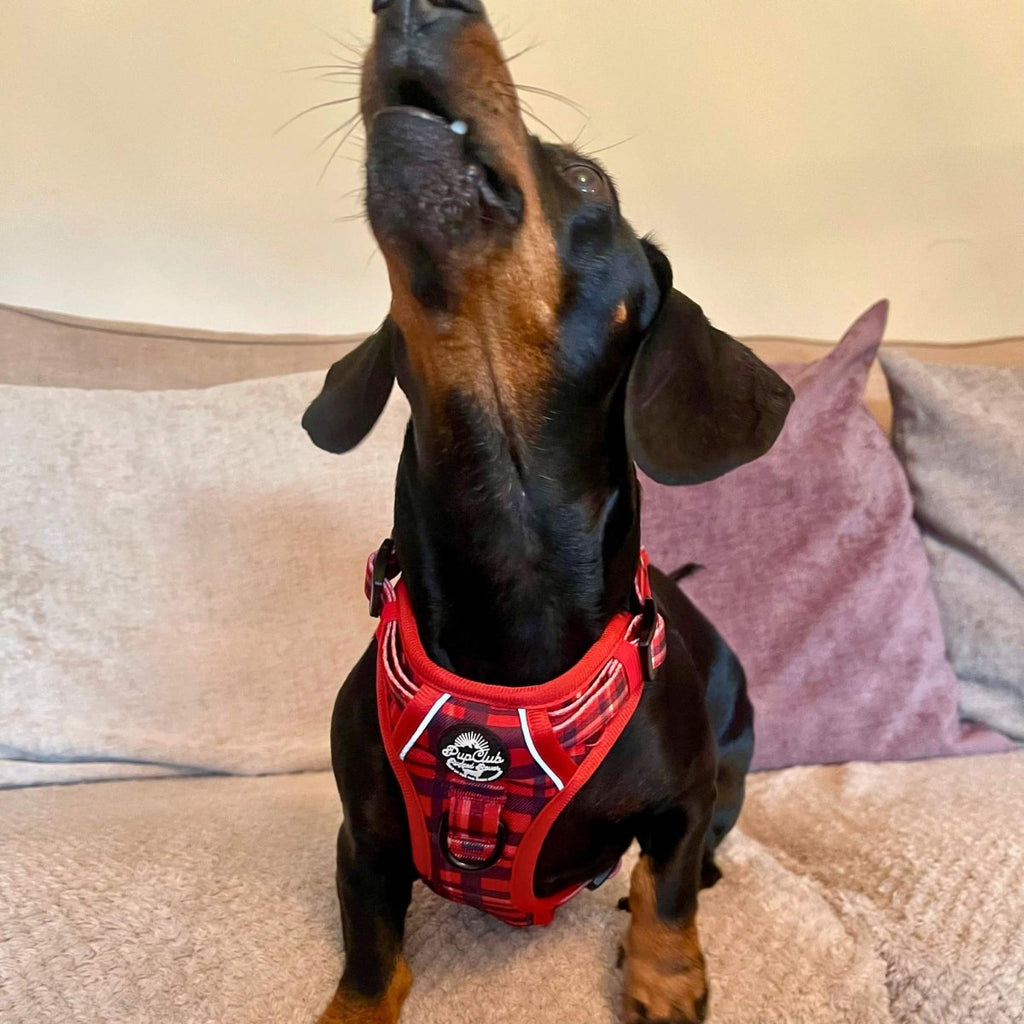 Rugged Rover™ Red Tartan No-Pull Dog Harness